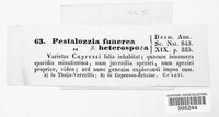 Pestalotia funerea image